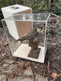Vitrines voor opgezette vogels  + transportkistje