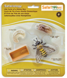 Honingbij  levenscyclus "Safari"