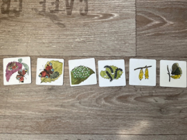 Insectenonderzoek