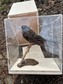 Vitrines voor opgezette vogels  + transportkistje