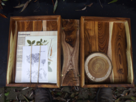 Boomboek   Goudenregen