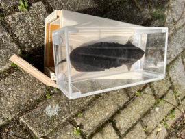 Vitrines voor opgezette vogels  + transportkistje
