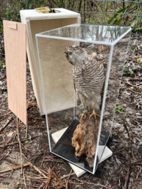 Vitrines voor opgezette vogels  + transportkistje