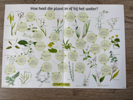 Waterplanten (gelamineerd)