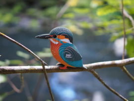 IJsvogel Eugy3D