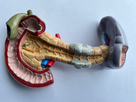 Anatomische modellen