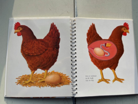 Boek  Het ei    Biblion