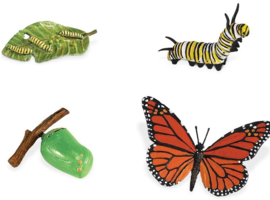 Vlinder levenscyclus set