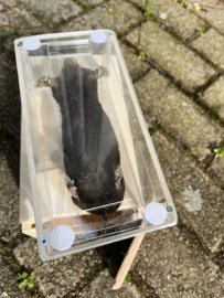 Vitrines voor opgezette vogels  + transportkistje