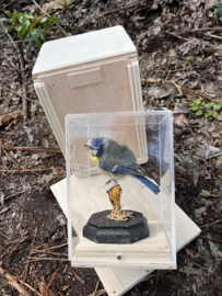 Vitrines voor opgezette vogels  + transportkistje