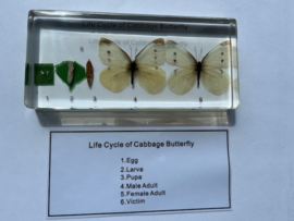 Insectenonderzoek
