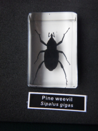 perspex ingietsel bamboe kever