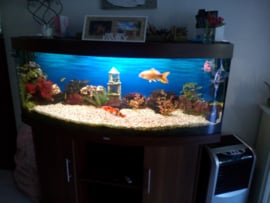 Aquarium verhuizen na aankoop marktplaats