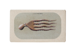 Octopus in olijfolie met knoflook