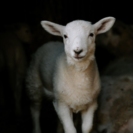 Koop een week eten voor alle dieren