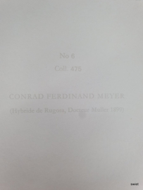 Vintage rozenposter, Conrad Ferdinand Meyer