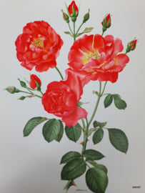 Vintage rozenposter, Siesta