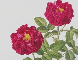 Vintage rozenposter, Rosa alba semi plena