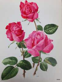 Vintage rozenposter, Madame Rne Cassin