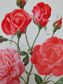 Vintage rozenposter, Polka