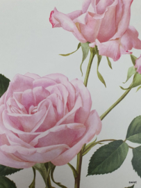 Vintage rozenposter, Sissi