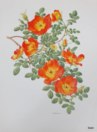 Vintage rozenposter, Rosa foetida persiana