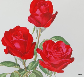 Rozenposter, White Succes