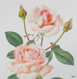 Vintage rozenprent, Candy Rose