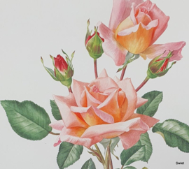 Vintage rozenprent, Priscilla Burton