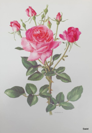 Vintage rozenprent, Hildalgo