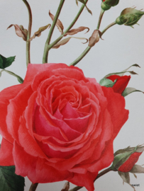 Vintage rozenposter, Nuage Parfume