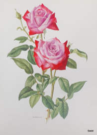 Vintage rozenposter, Alexandra