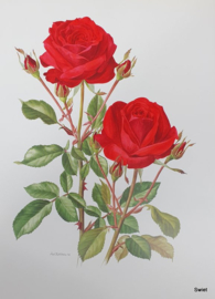 Vintage rozenprent, Margaret Merril