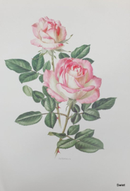 Vintage rozenposter, Anna Ford