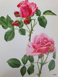 Vintage rozenposter, Souvenir de Georges Pernet