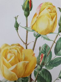 Vintage rozenposter, Arthur Bell