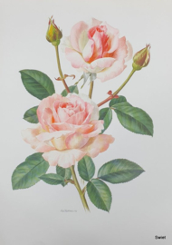 Vintage rozenprent, Candy Rose