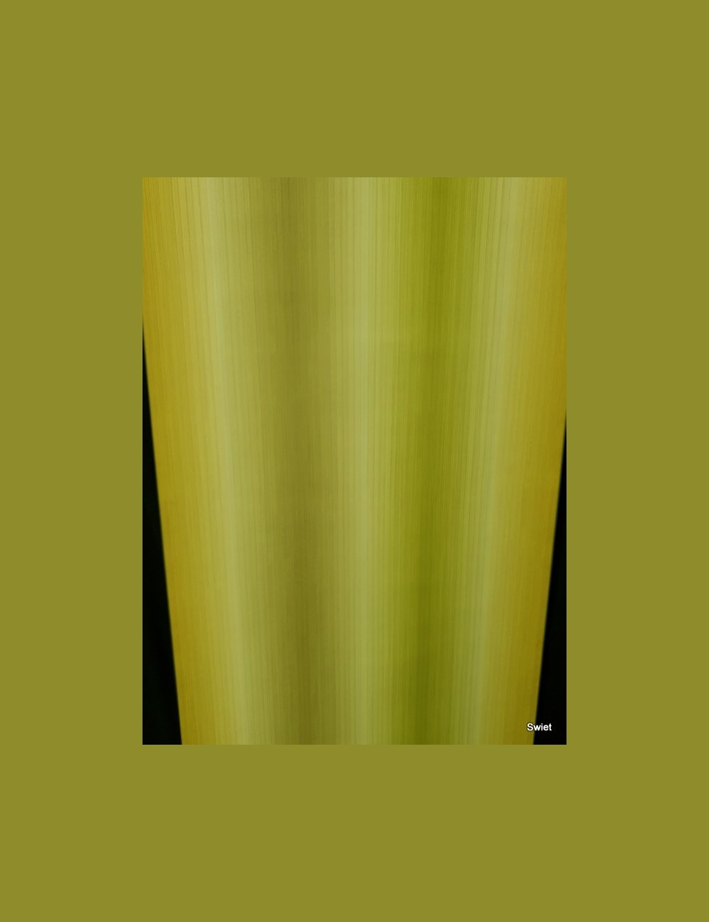 Gestreept behang