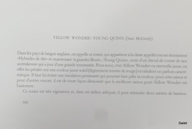 Vintage rozenposter, Yellow wonder young Quinn