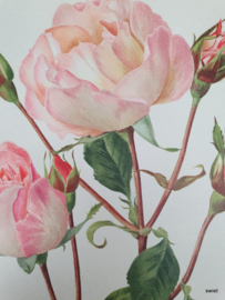 Vintage rozenposter, Baiser