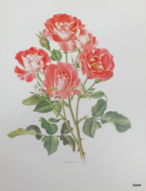 Vintage rozenposter, Radox Bouquet