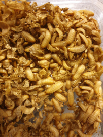 Phoenixwormen (Calcium wormen) Middel/Groot (500 Gram)