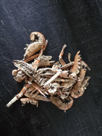 Kreeftjes (langoustines) ca. 100 gram