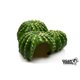 Giganterra cactus grot