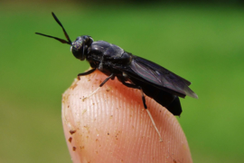 Black Soldier Fly.