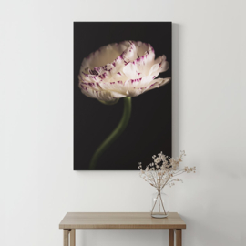 Ranonkel op canvas