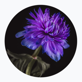 Paarse bloemen op muurcirkel