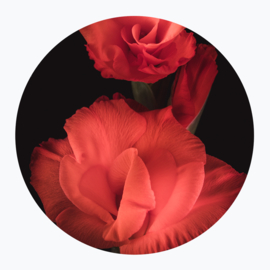 Rode bloemen op muurcirkel