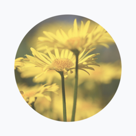 Gele bloemen betekenis