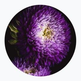 Paarse bloemen op muurcirkel